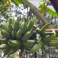 Musa acuminata Colla